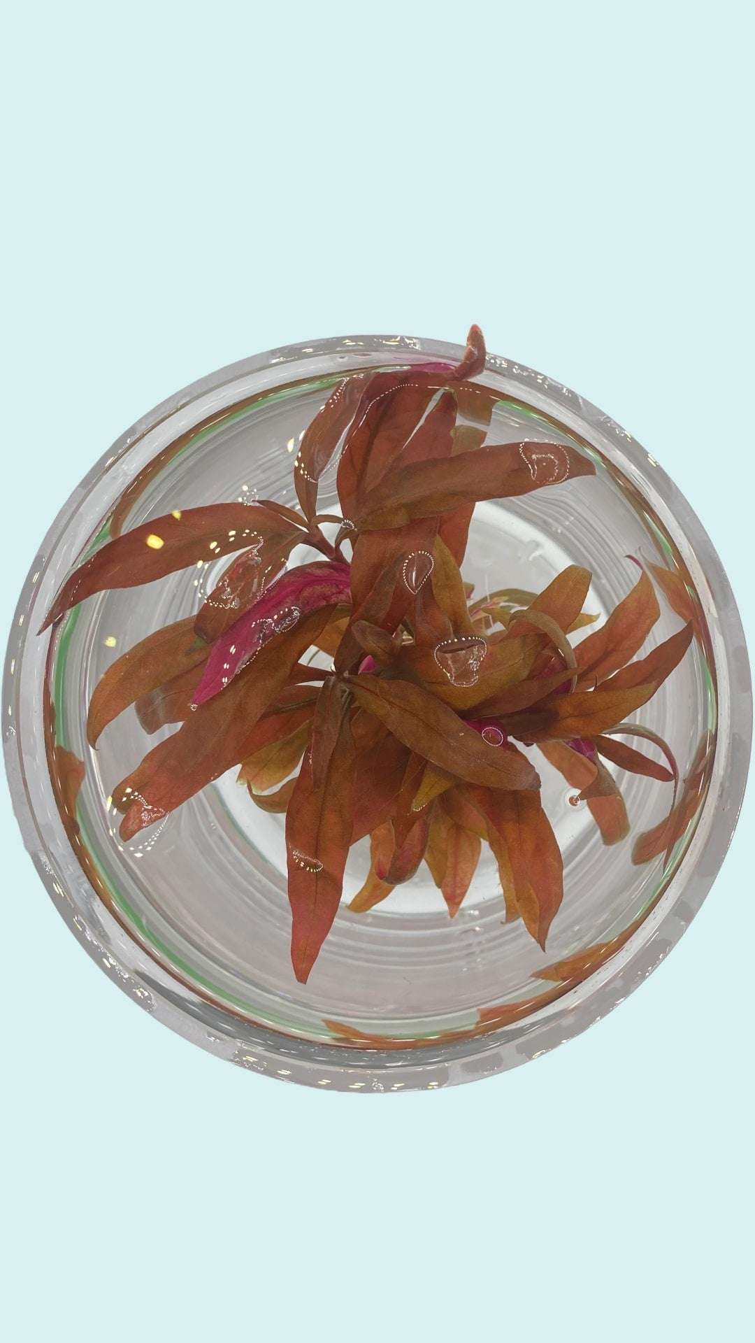 Alternanthera Reineckii - AquaPlantStore