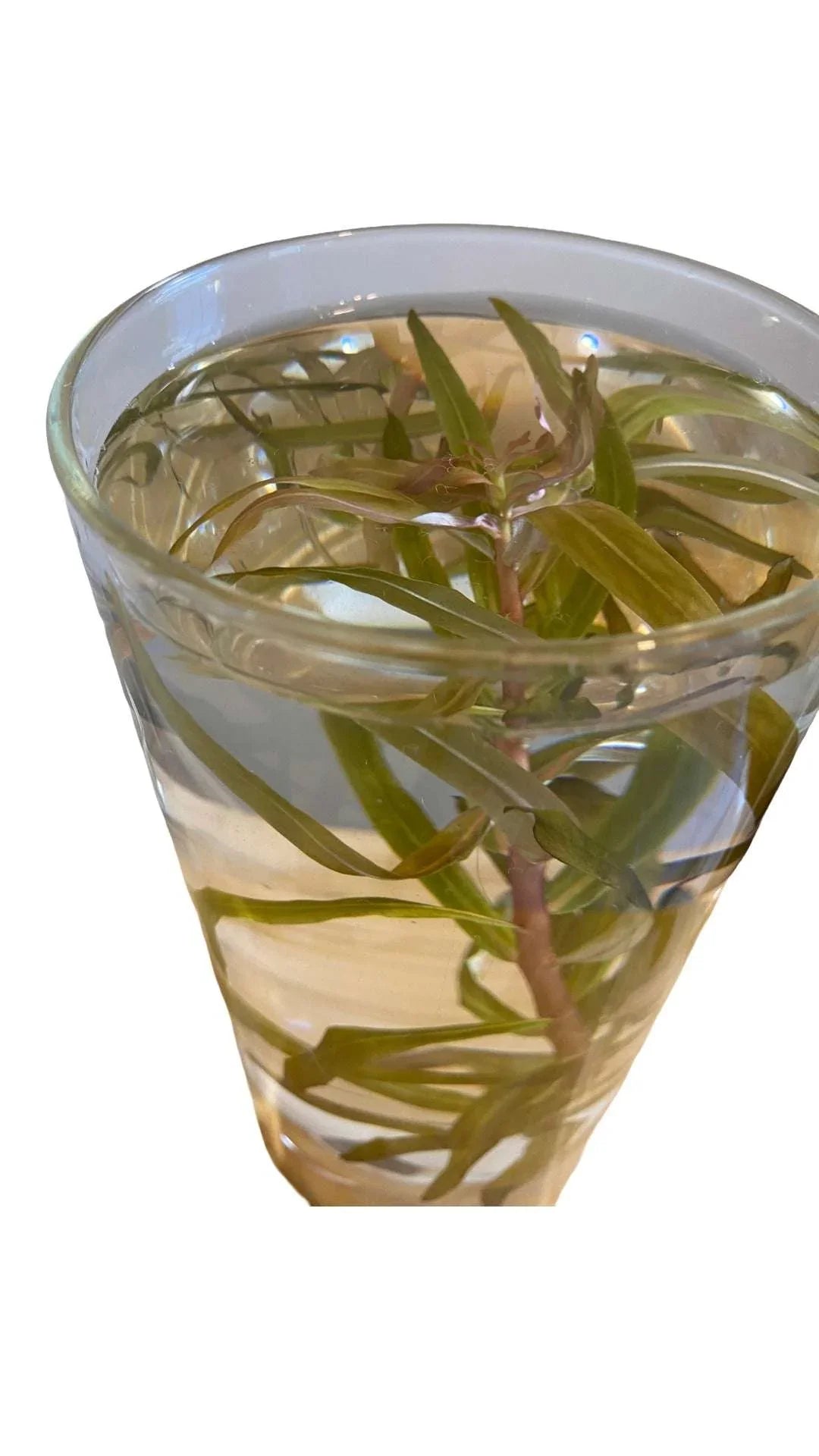 AmaniaSenegalensis1-_4 - AquaPlantStore