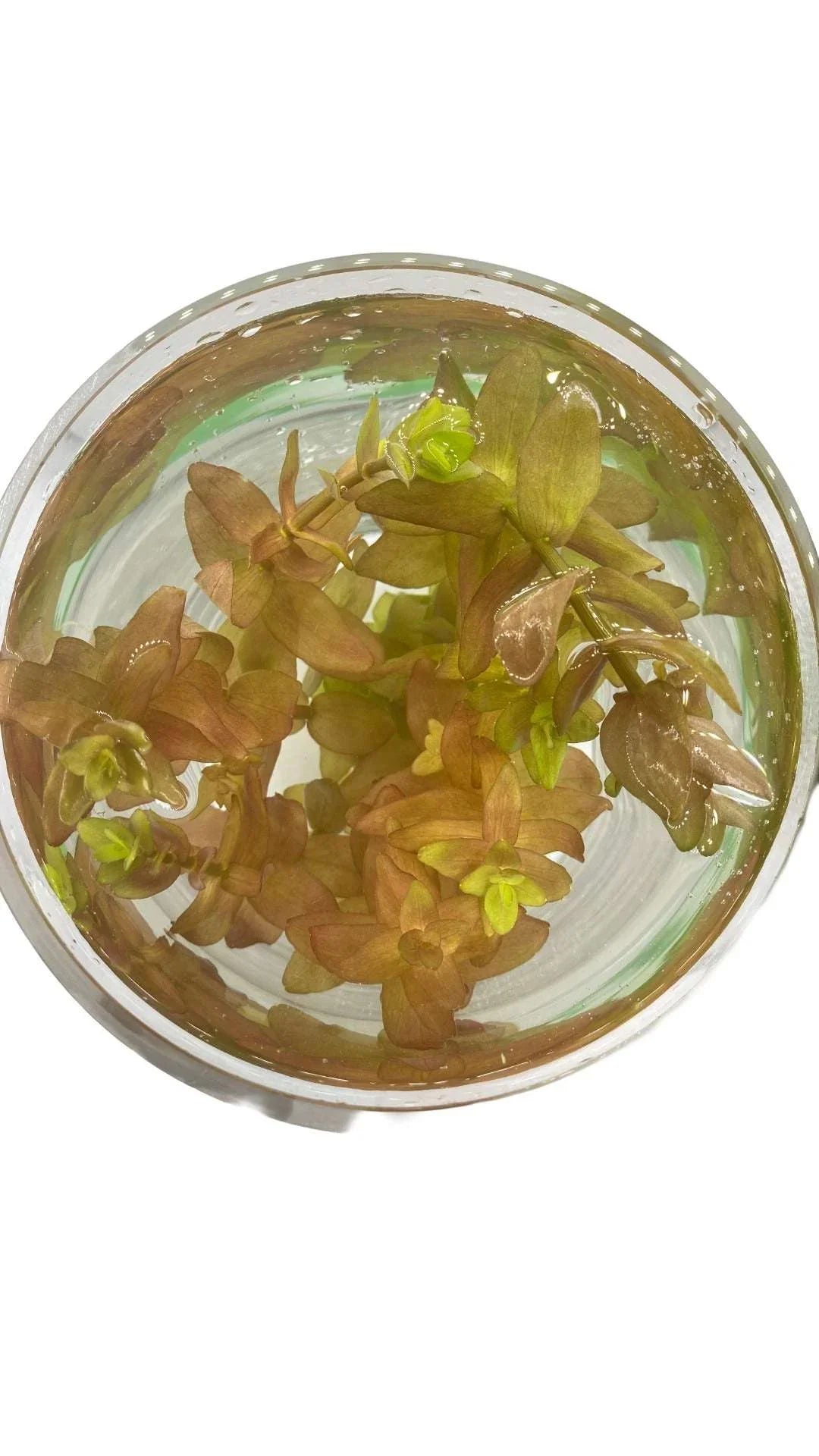 Bacopa-Caroliniana-top-_4 - AquaPlantStore