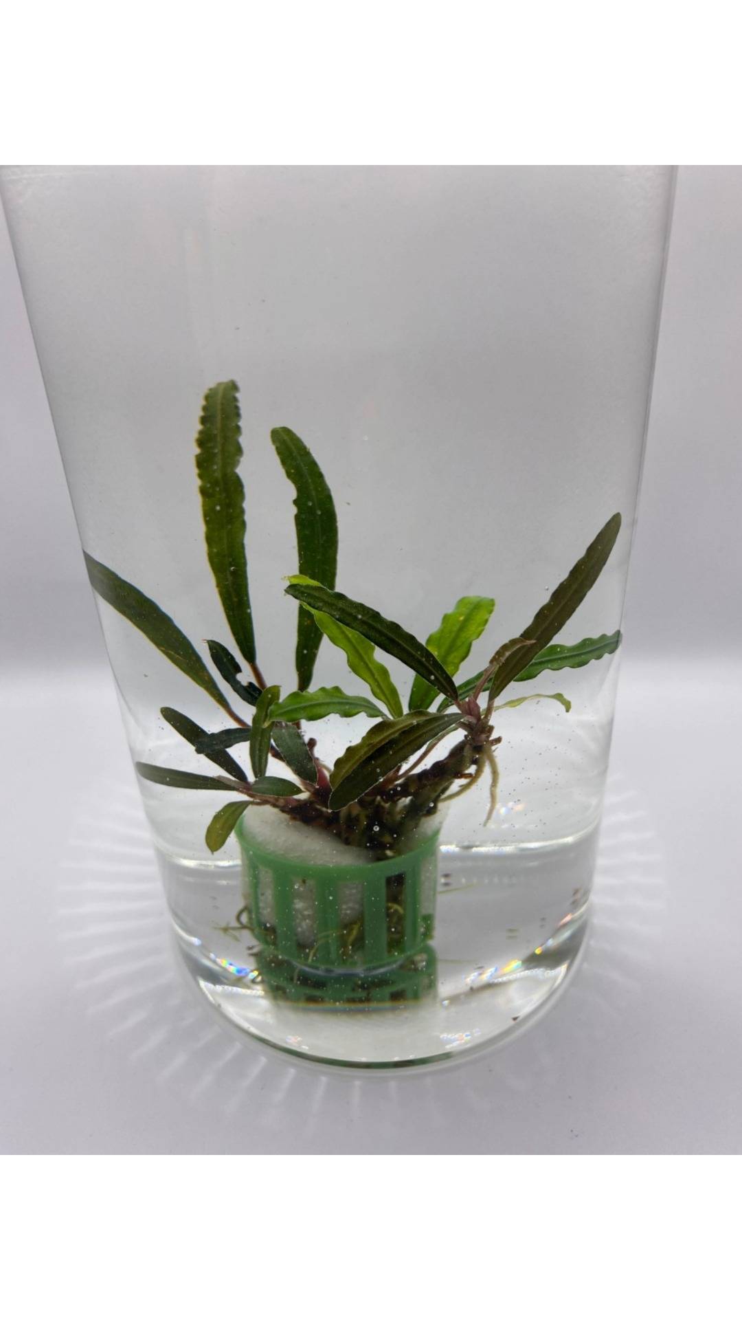 Bucephalandra "Kedagang"