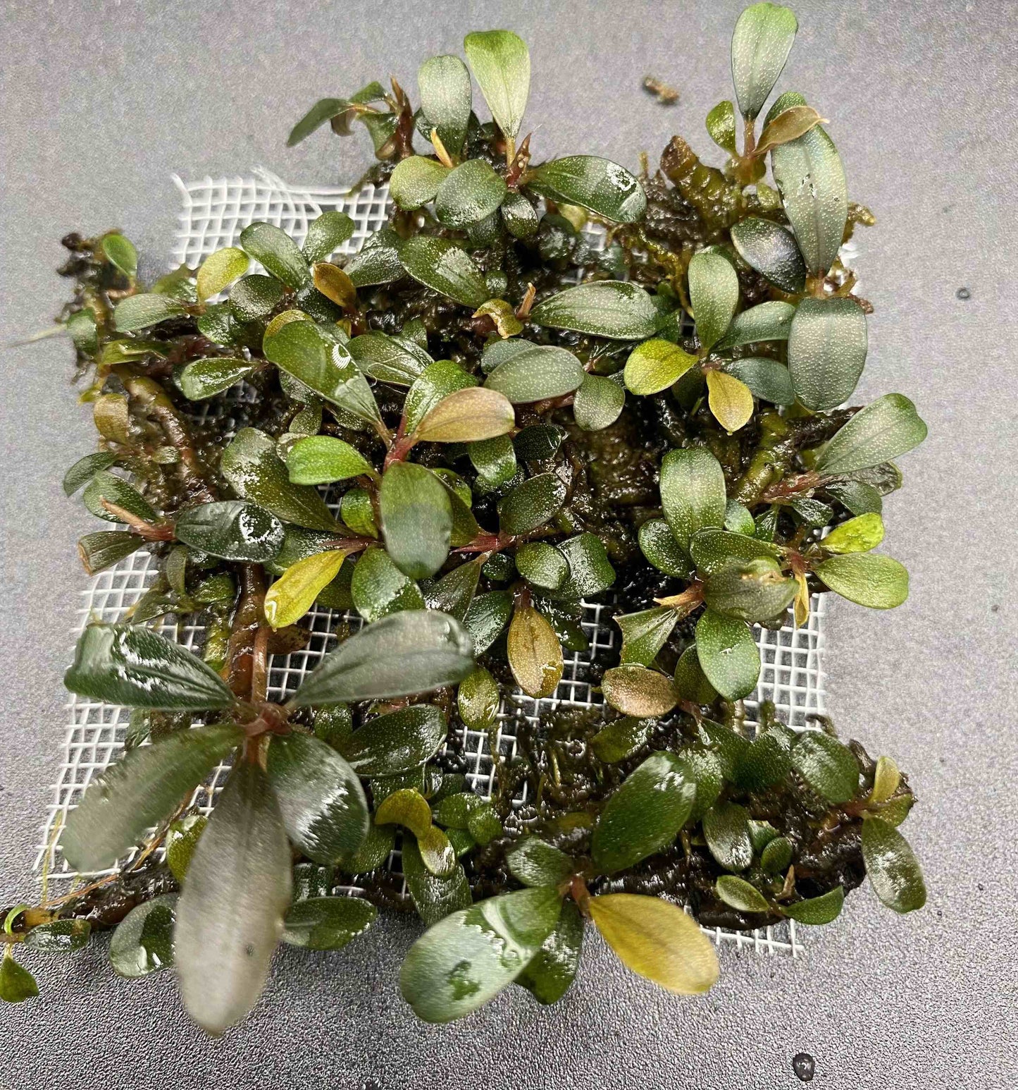 Bucephalandra "Silver Powder"