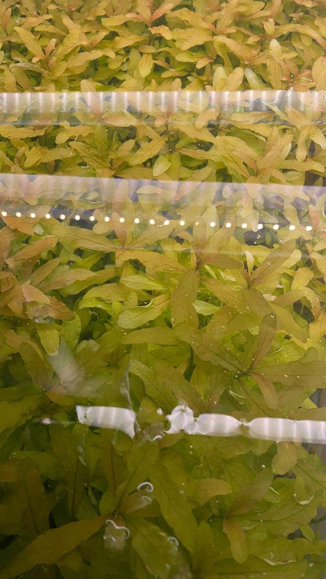 HygrophylaPolysperma3-min-_3 - AquaPlantStore