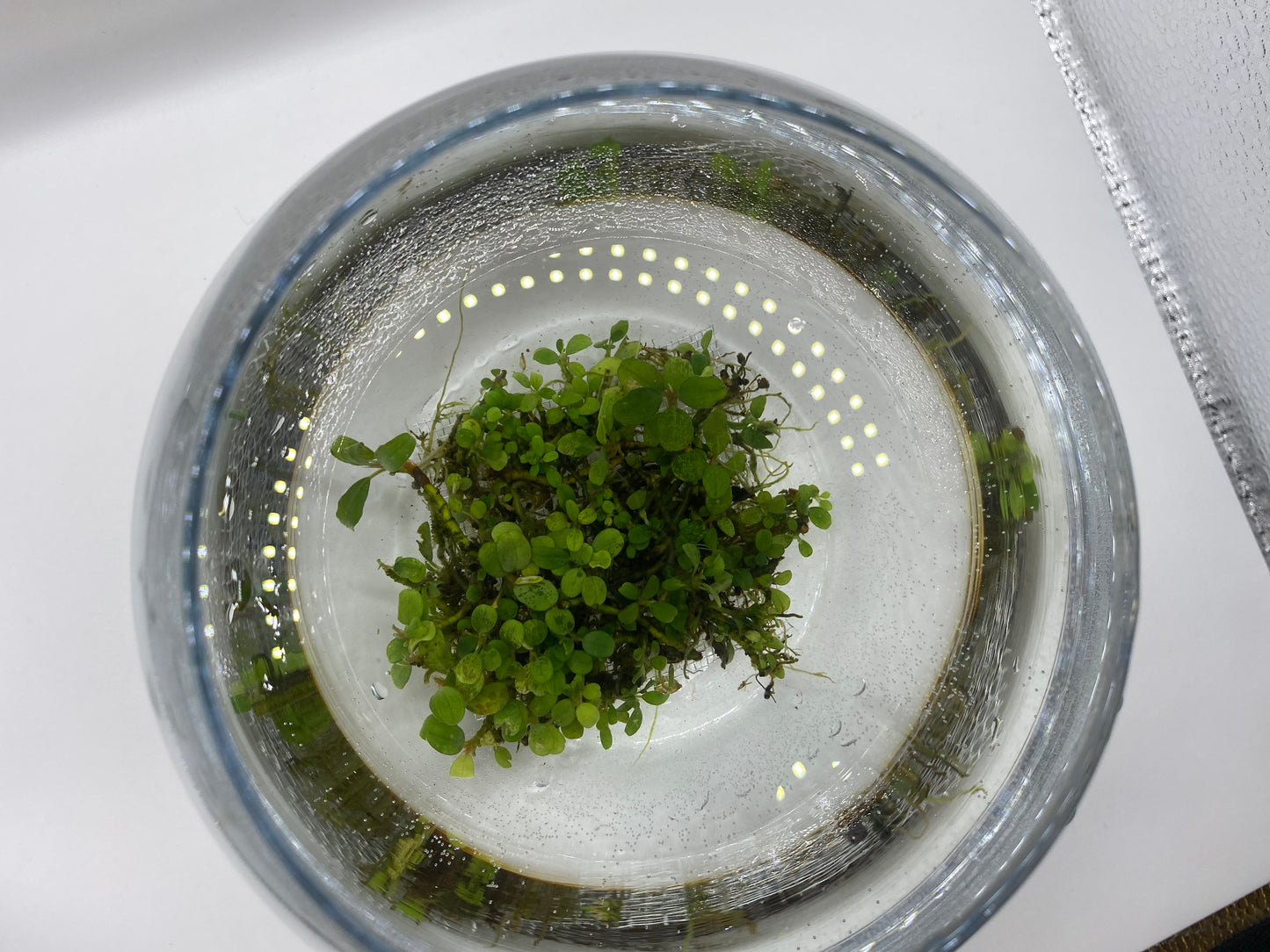 Bucephalandra "Super Mini"