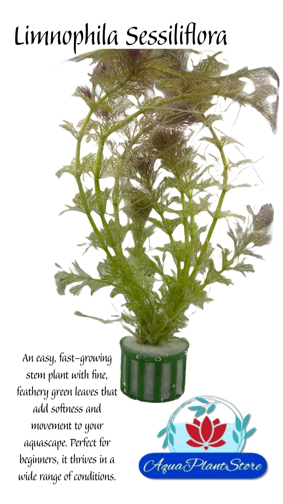 Limnophila Sessiliflora - AquaPlantStore