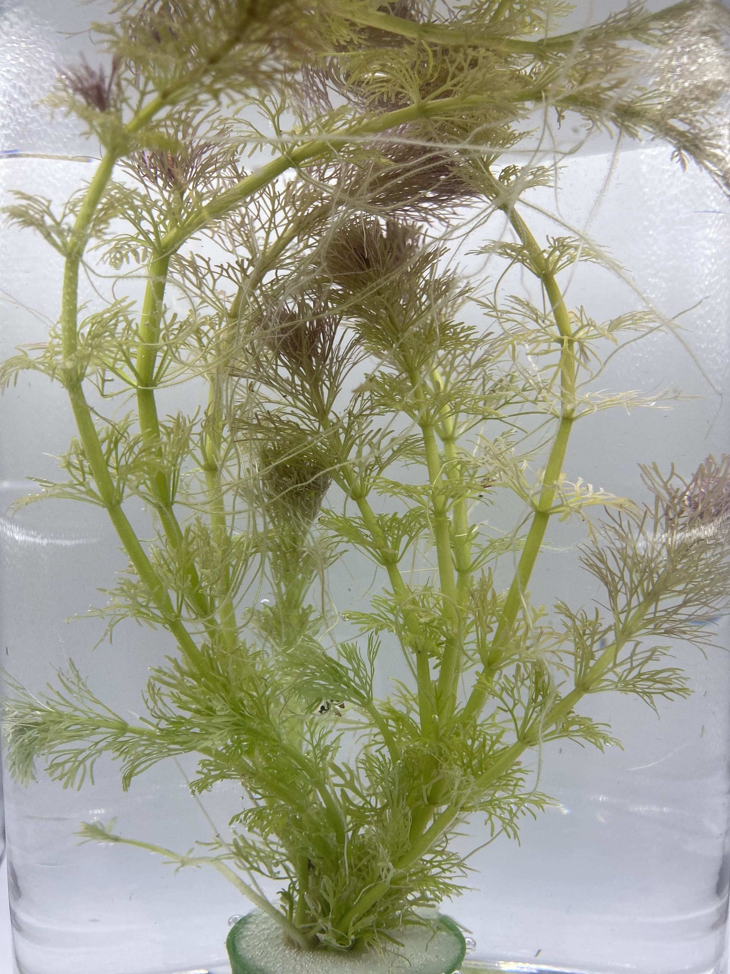 Limnophila Sessiliflora - AquaPlantStore