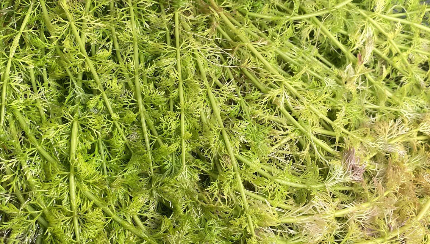 Limnophila Sessiliflora - AquaPlantStore