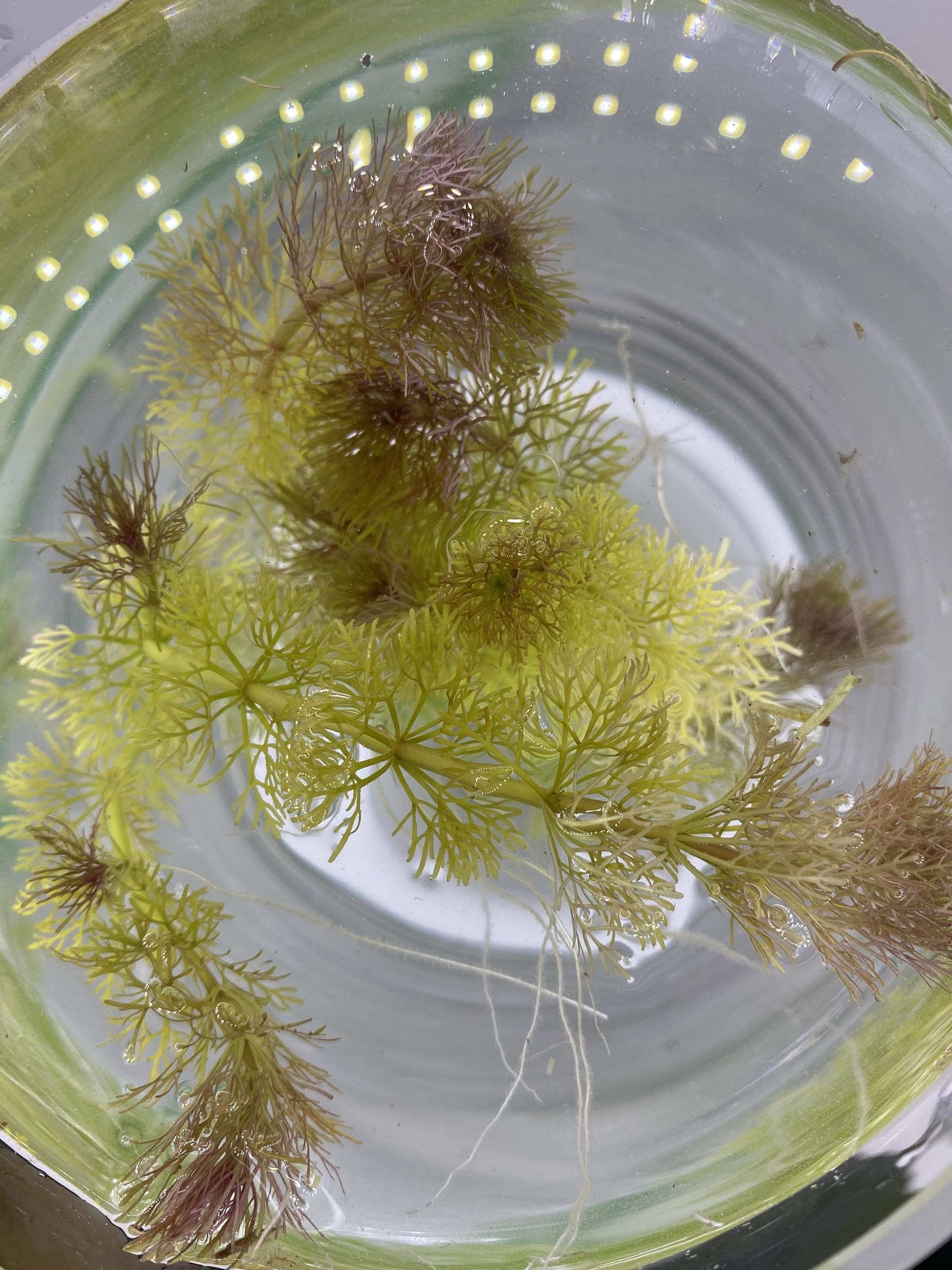 Limnophila Sessiliflora - AquaPlantStore