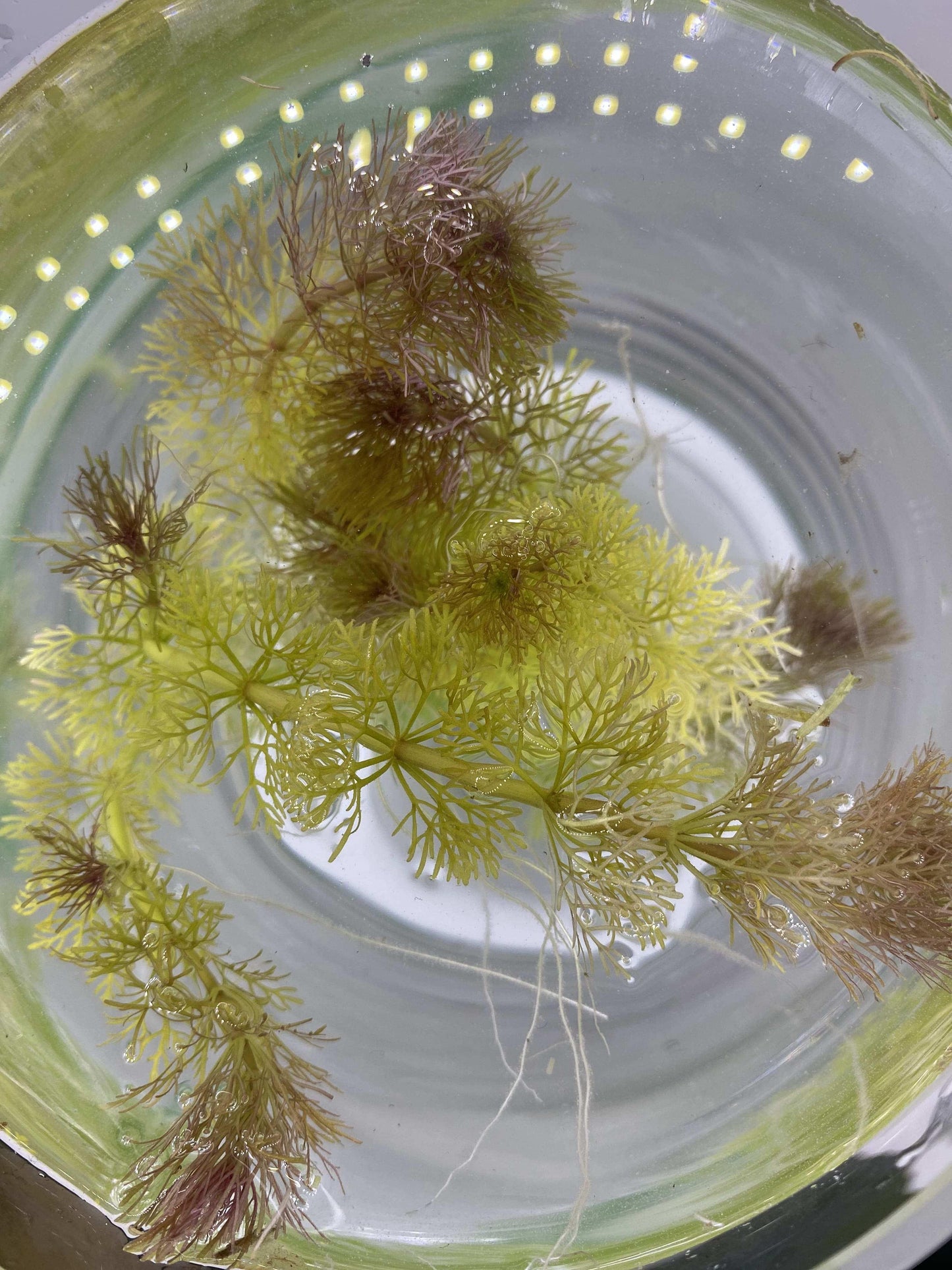 LimnophilaSessiliflora4-min-_4 - AquaPlantStore
