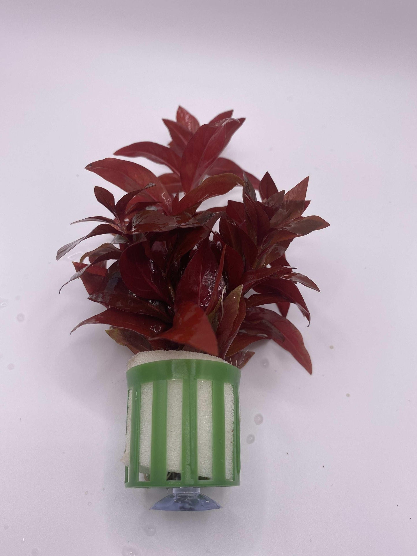 LudwigiaRepensRUBIN2-min-_4 - AquaPlantStore