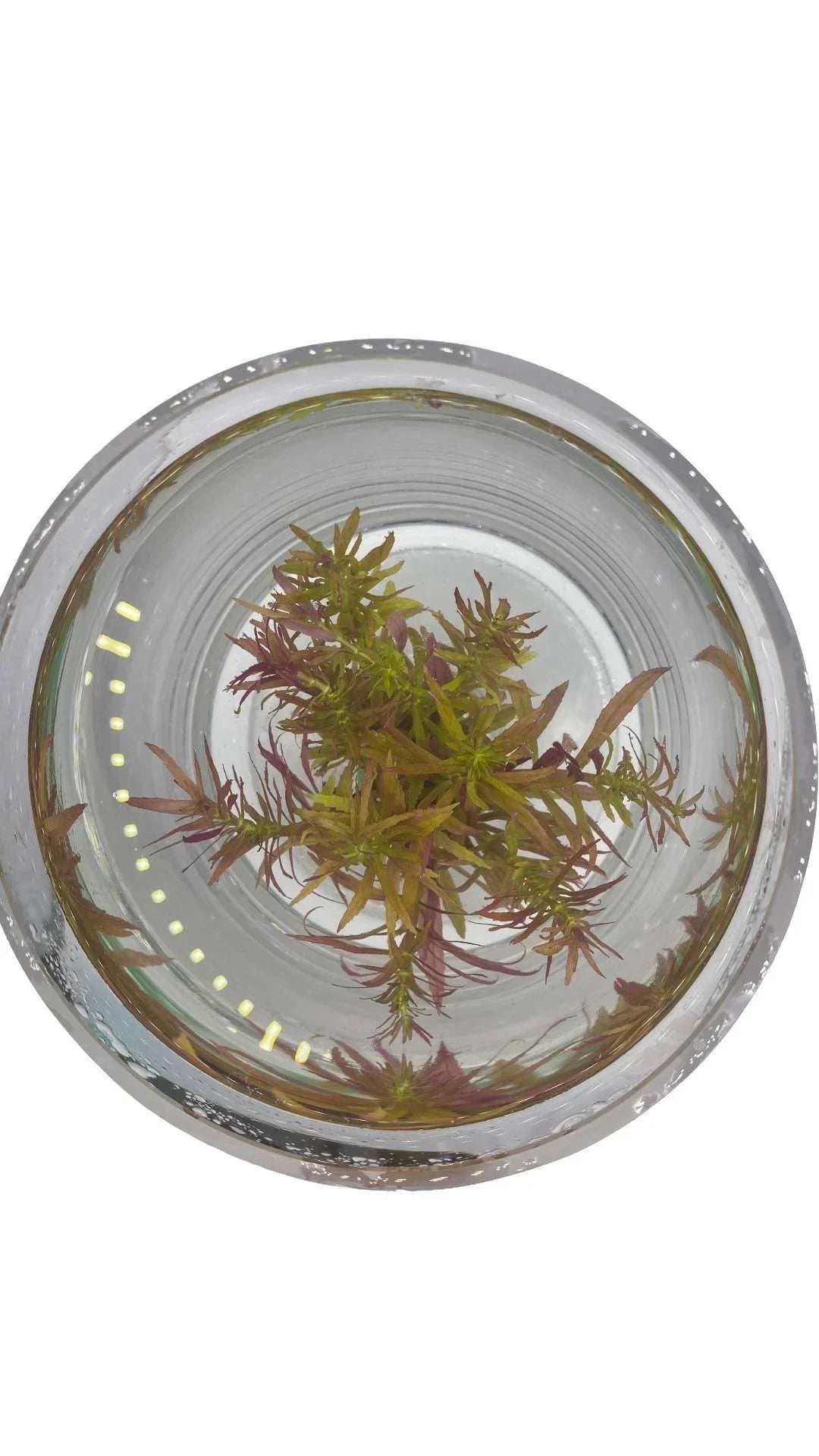 PogostemonStellatustop-_4 - AquaPlantStore