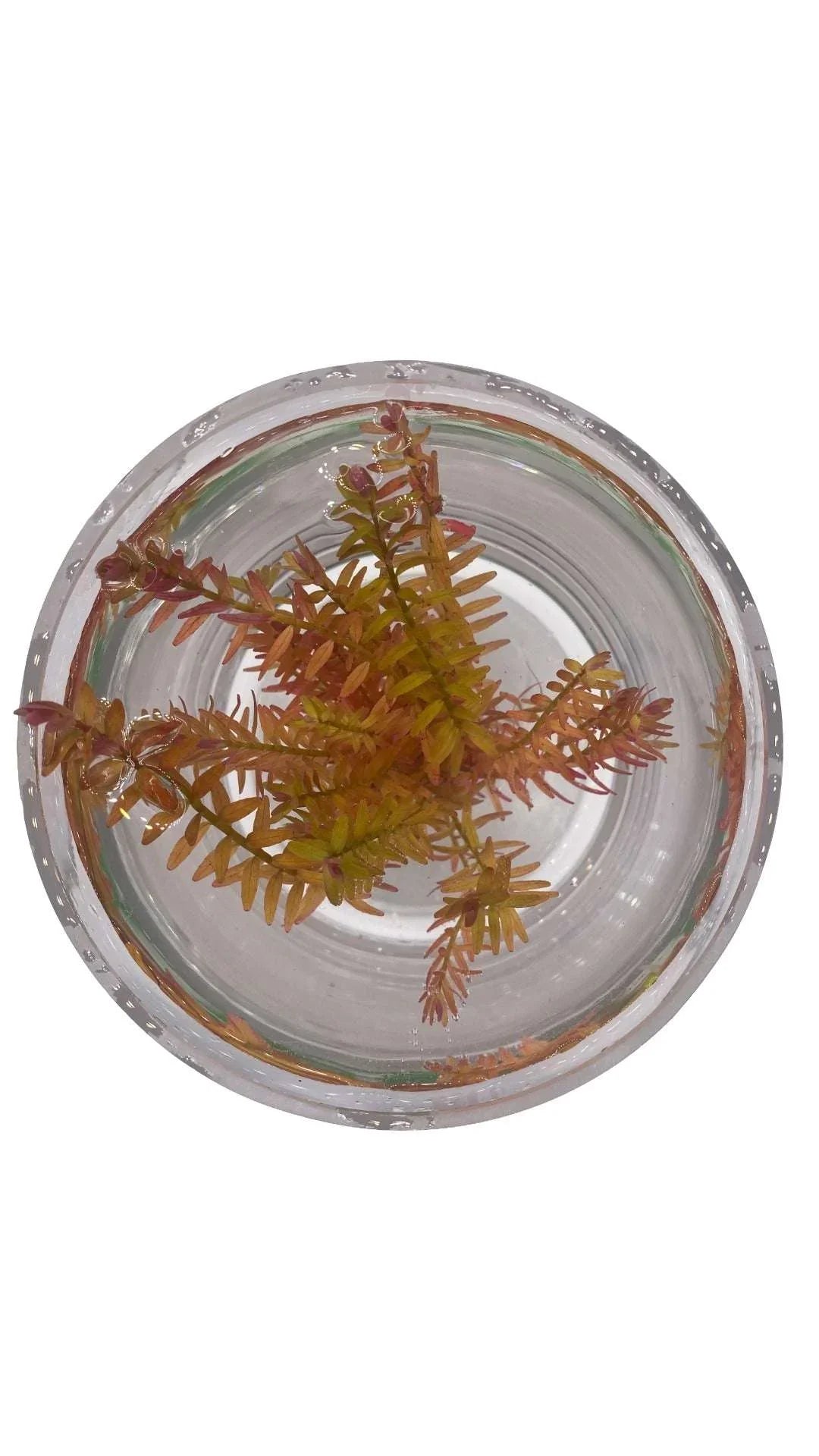 ROTALAINDICA1-_4 - AquaPlantStore