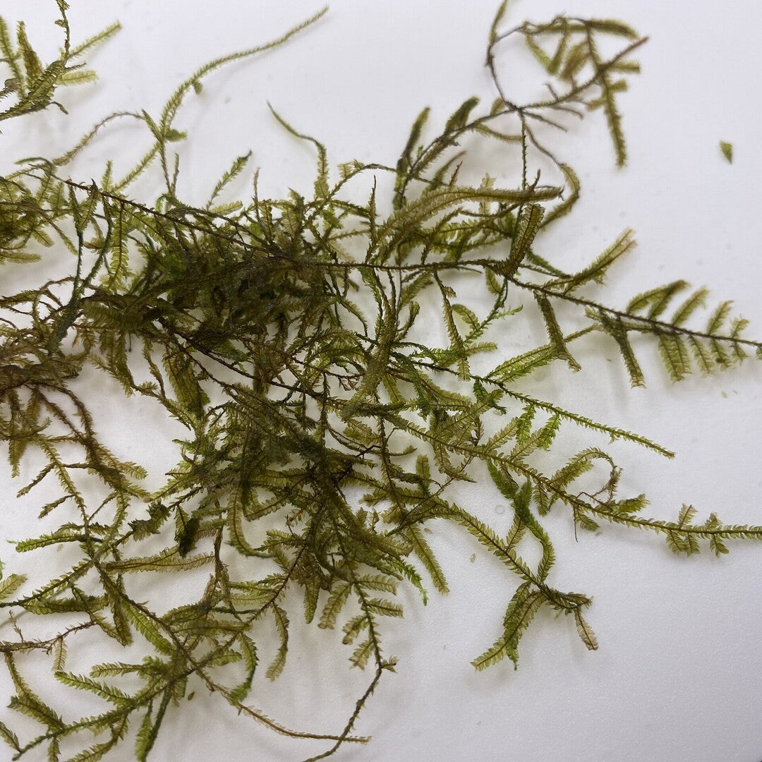 Moss "SPICKY" in a cup (15g)