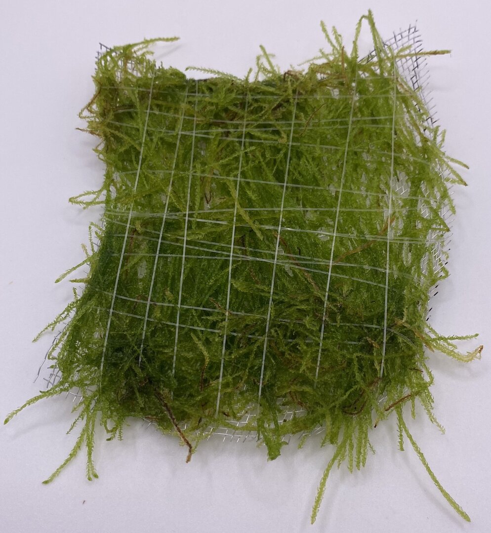 Moss "FLAME" on mesh (8x8)