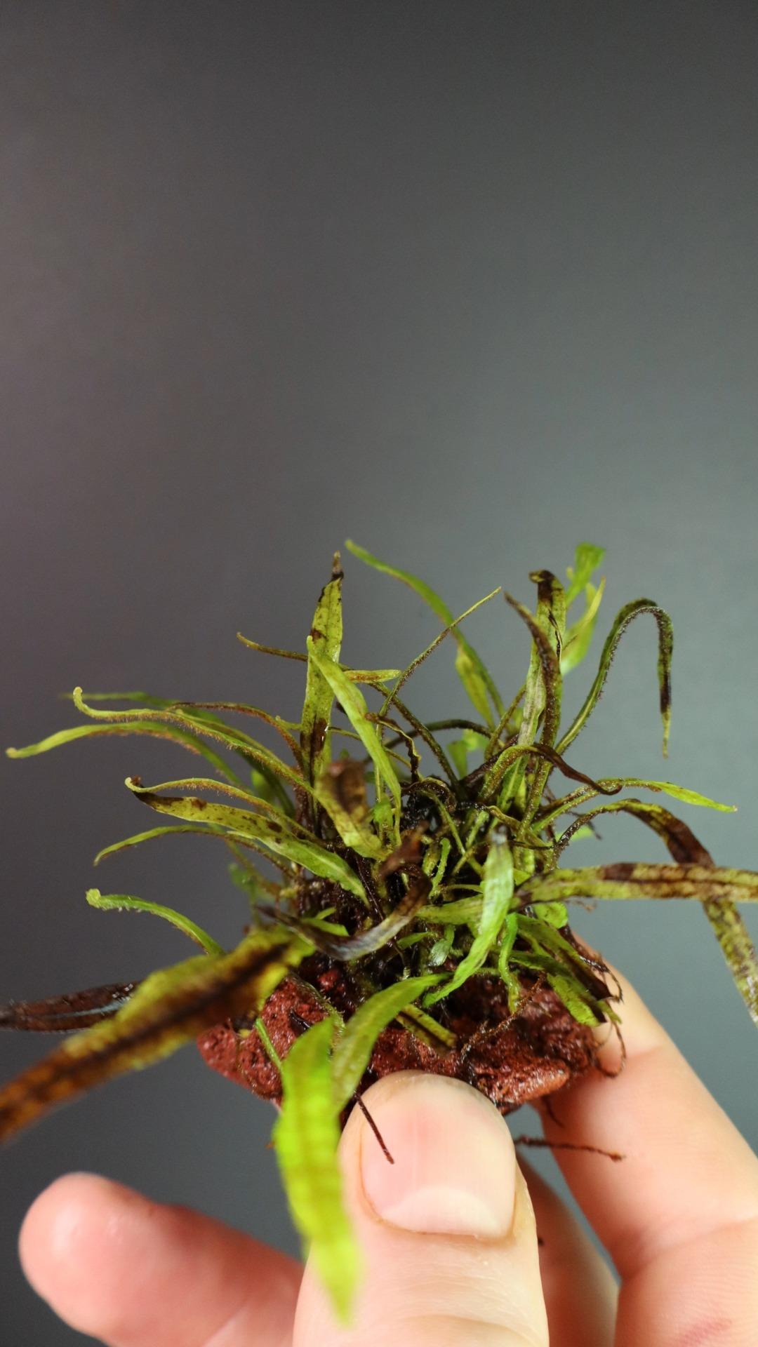 Microsorum Trident Borneo