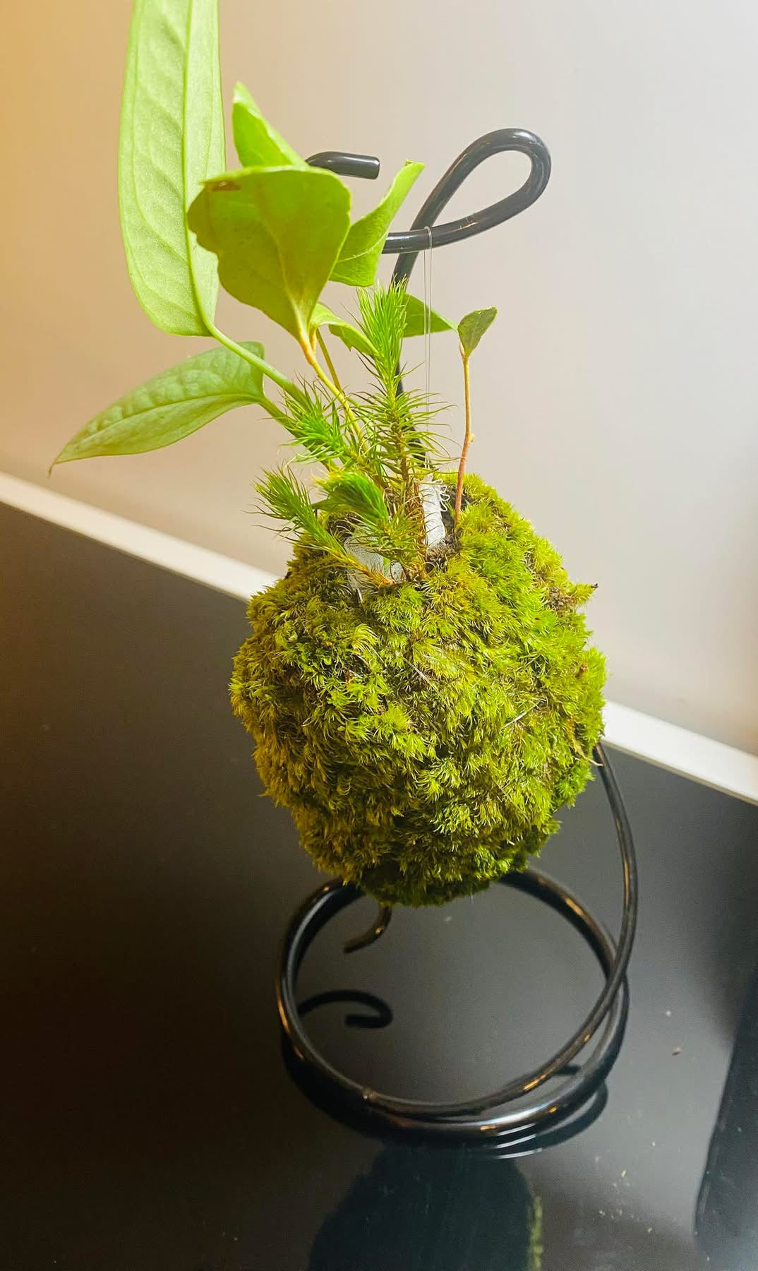 Kokedama on a string
