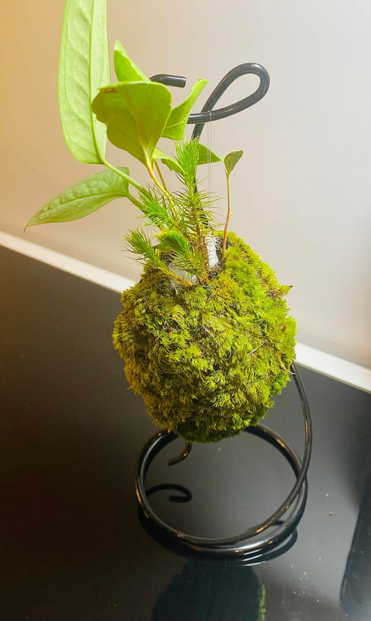 Kokedama on a string