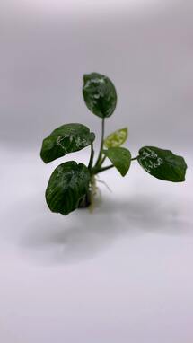 Anubias Barteri on the Lava Stone - AquaPlantStore