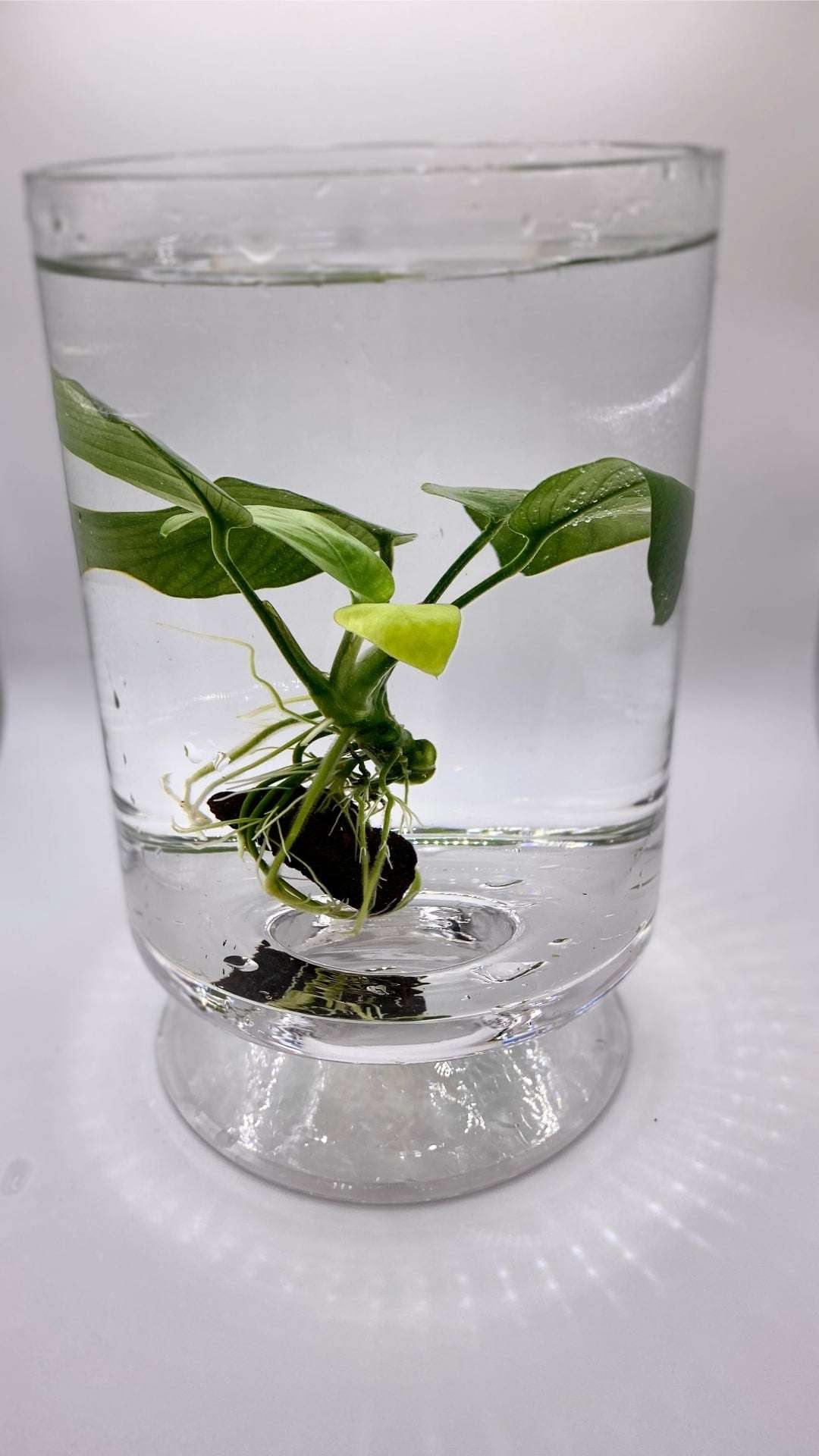 Anubias Barteri on the Lava Stone - AquaPlantStore