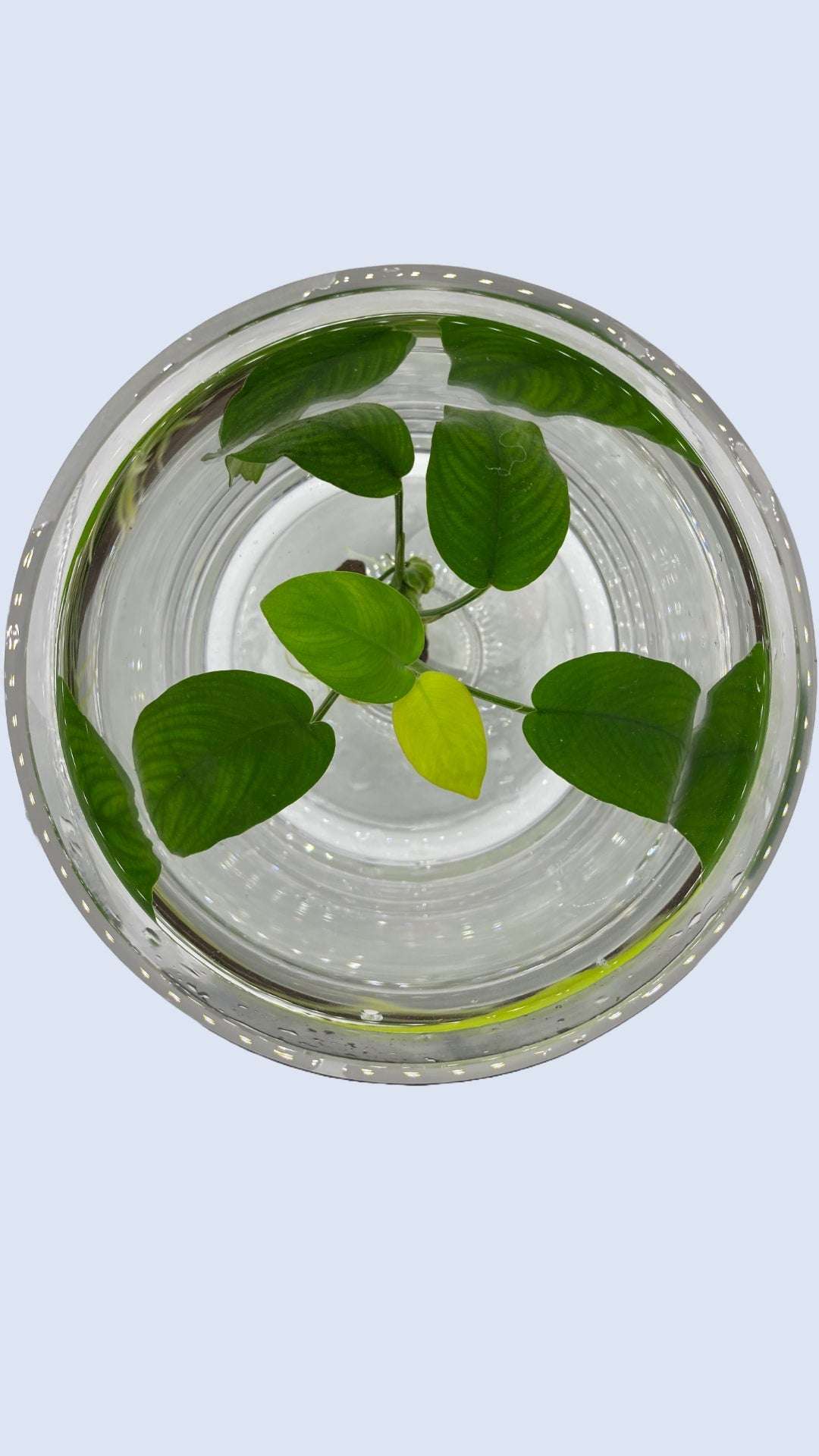 Anubias Barteri on the Lava Stone - AquaPlantStore