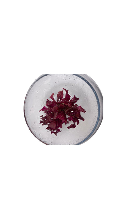 Alnantherareineckiimini1 - AquaPlantStore