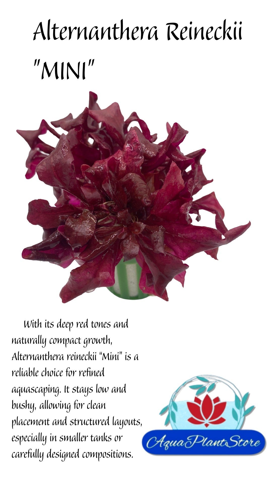 Alternanthera Reineckii 