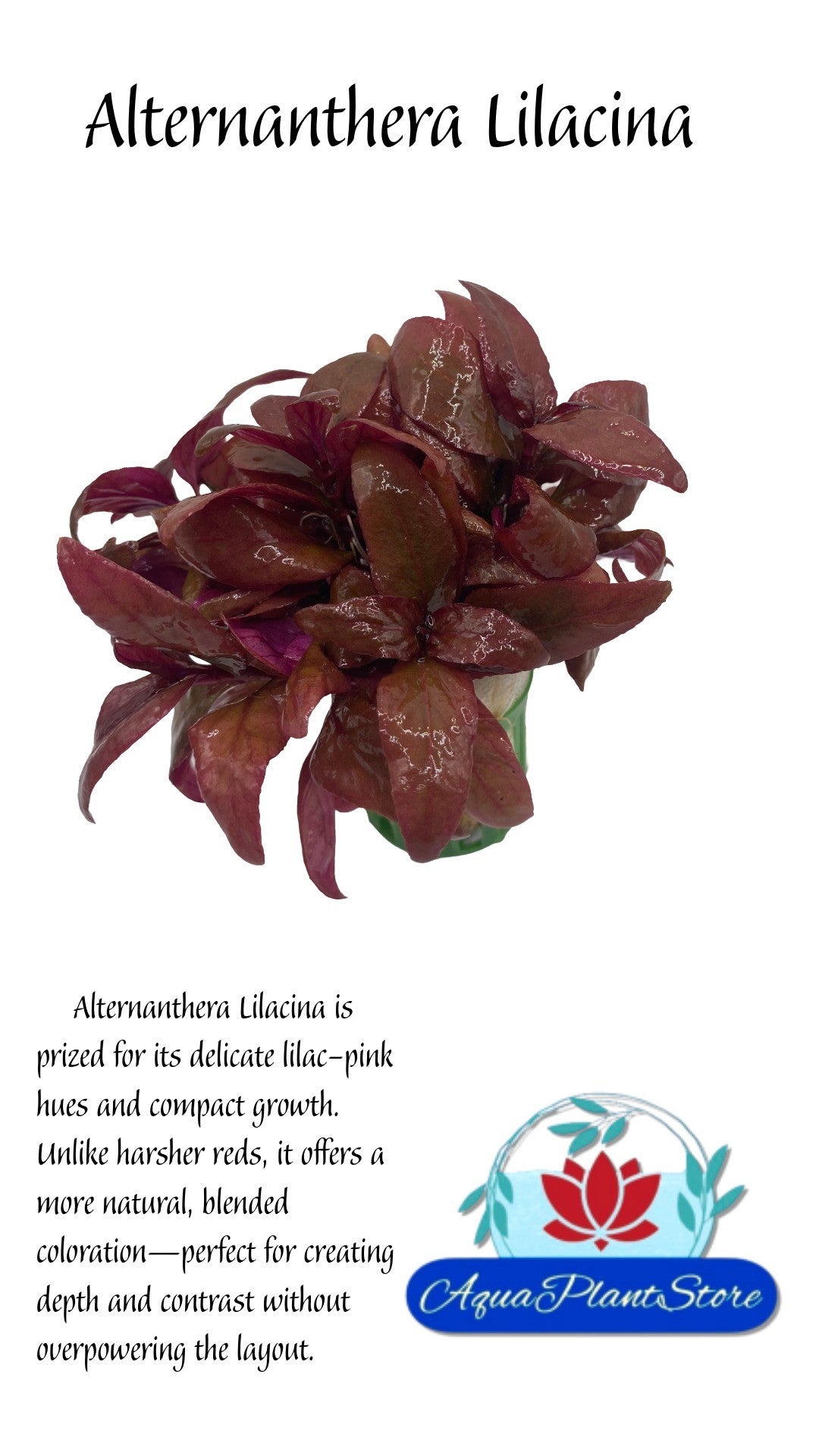 Alternanthera Lilacina