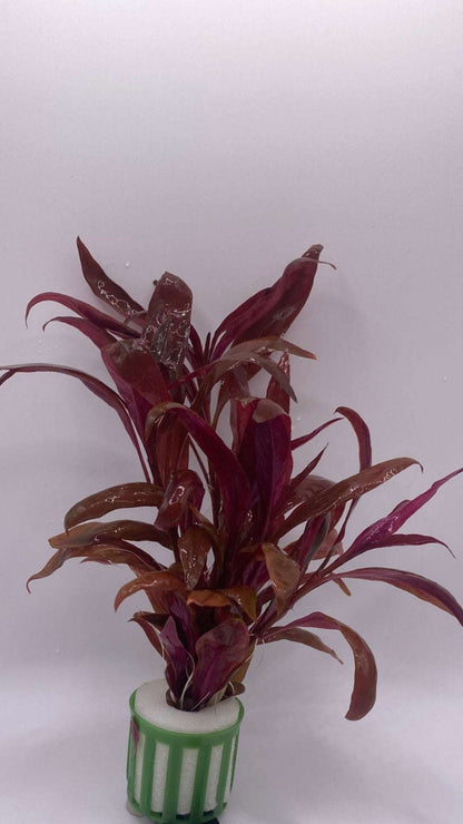 Alternanthera Reineckii - AquaPlantStore