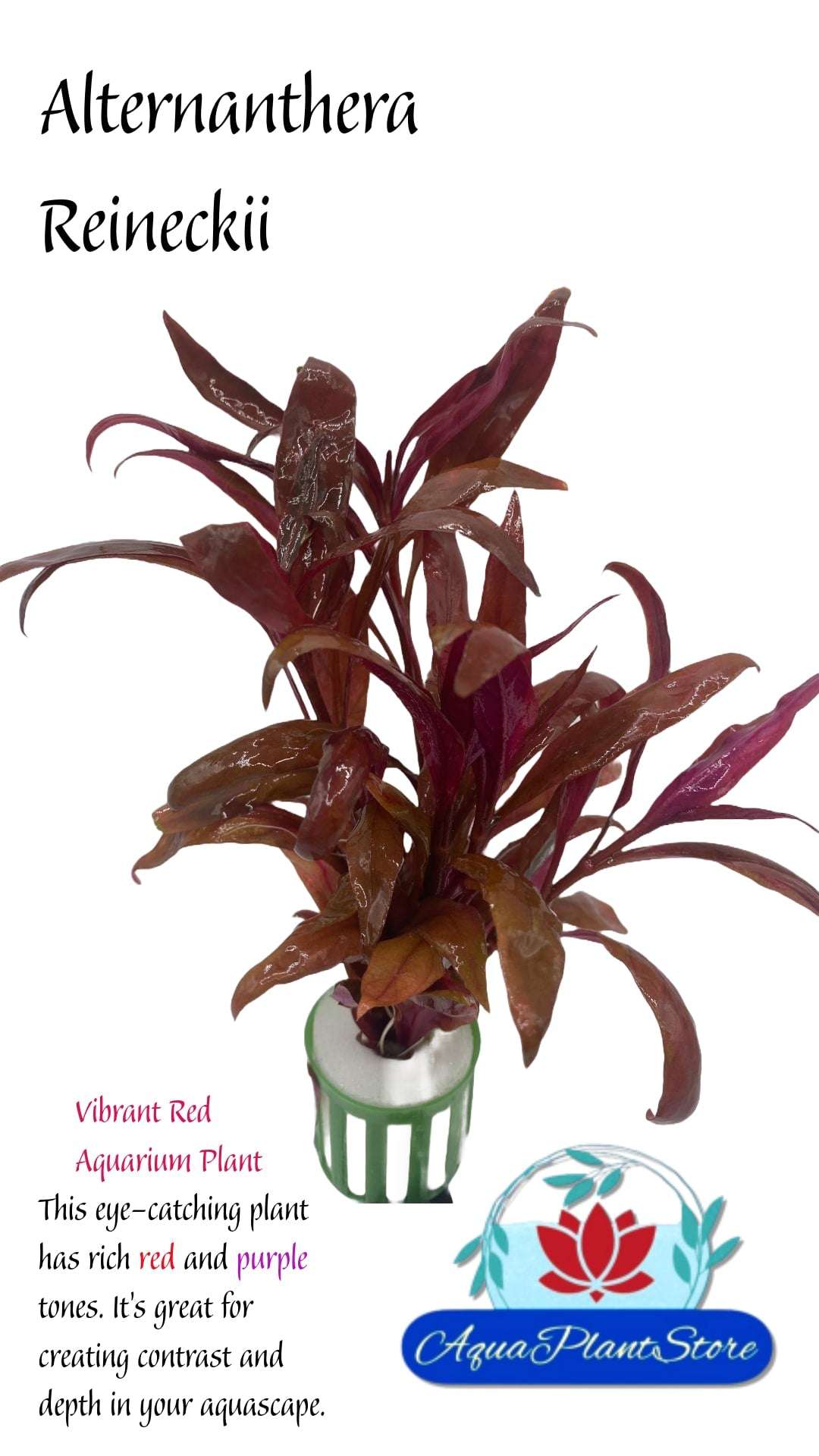 Alternanthera Reineckii - AquaPlantStore