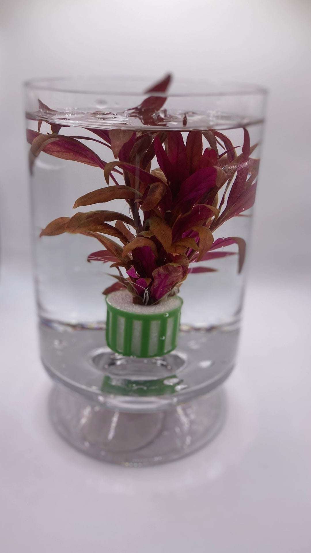 Alternanthera Reineckii - AquaPlantStore