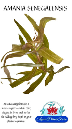 AmaniaSenegalensis-_1 - AquaPlantStore
