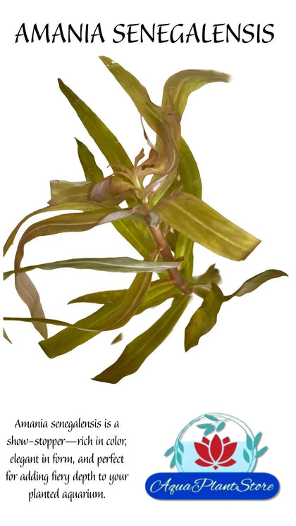 AmaniaSenegalensis-_1 - AquaPlantStore