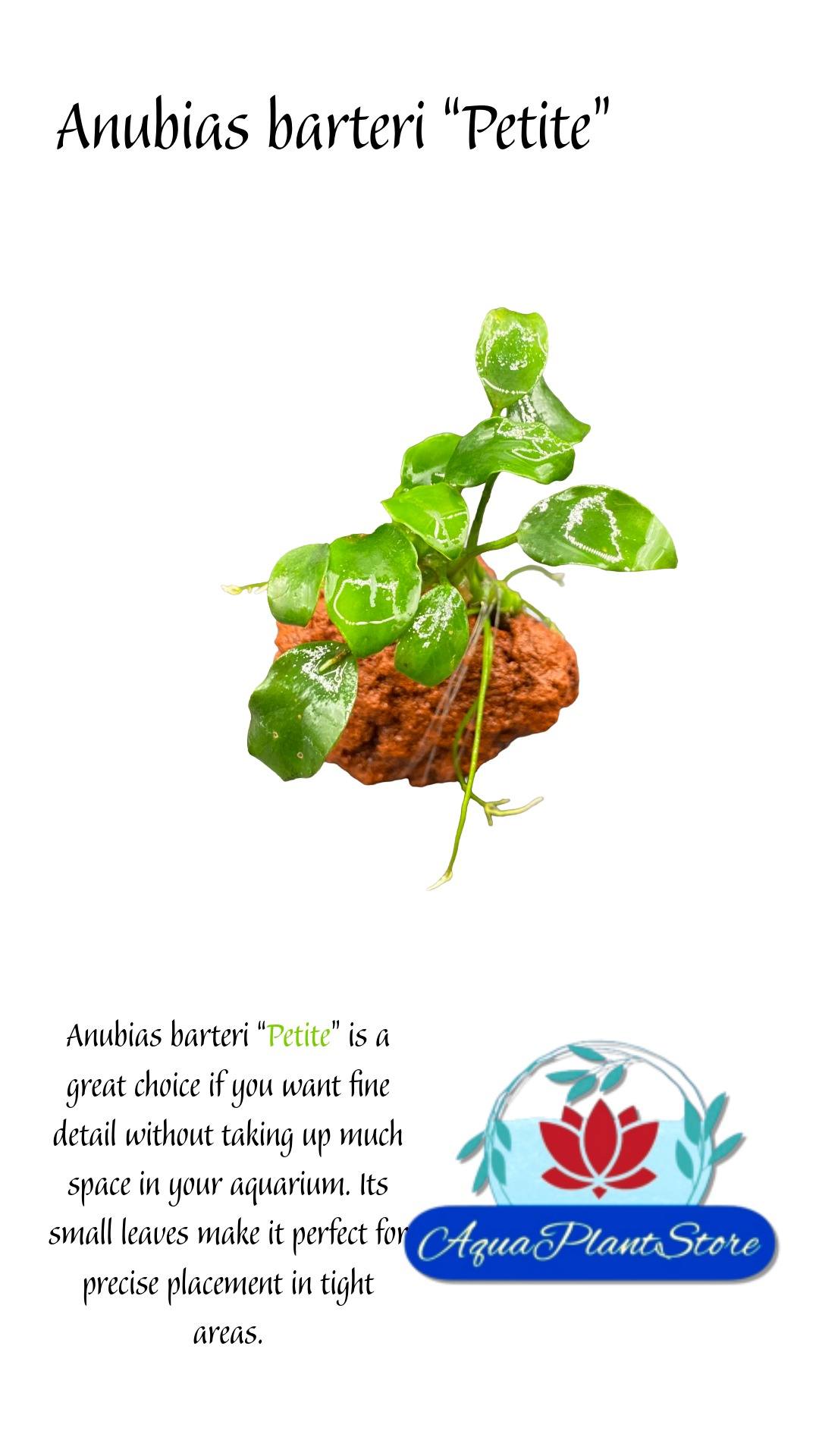 Anubias barteri “Petite”