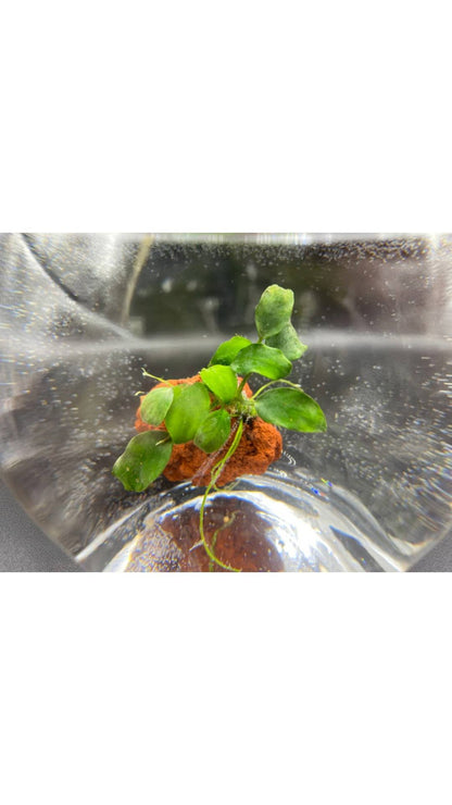 Anubias barteri “Petite”