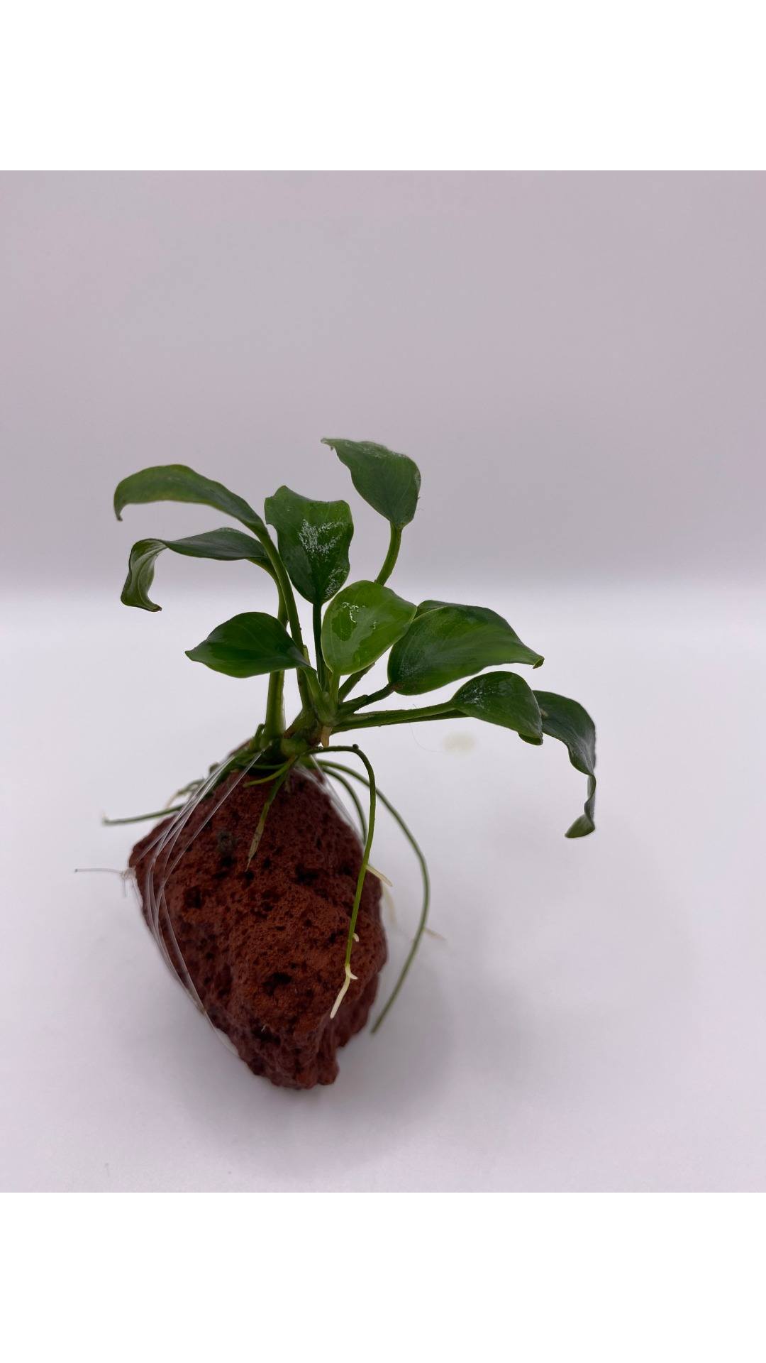 Anubias barteri “Petite”