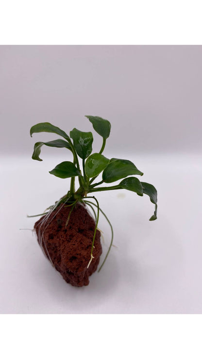 Anubias barteri “Petite”