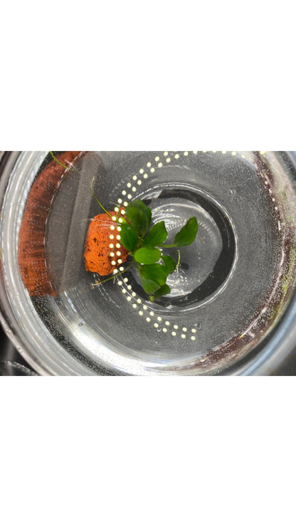 Anubias barteri “Petite”