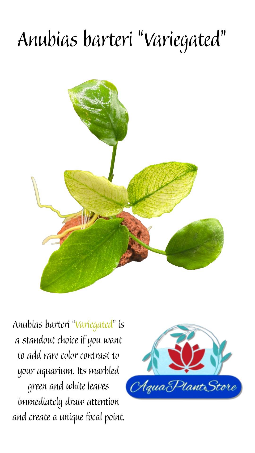 Anubias barteri “Variegated”