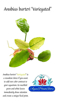 AnubiasbarteriVariegatedfront - AquaPlantStore