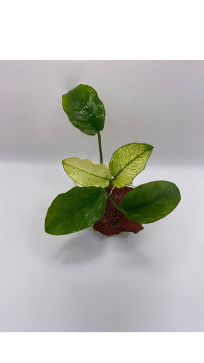 Anubias barteri “Variegated”