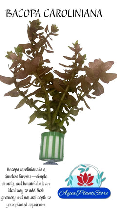 Bacopa-Caroliniana-front-_1 - AquaPlantStore