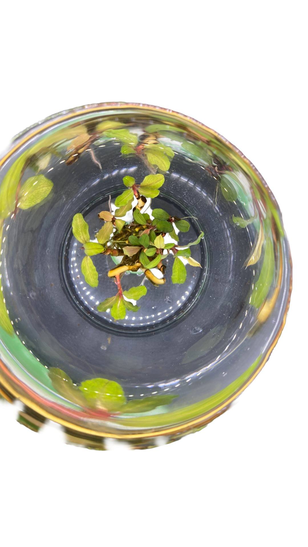 Bucephalandra “Belindae”