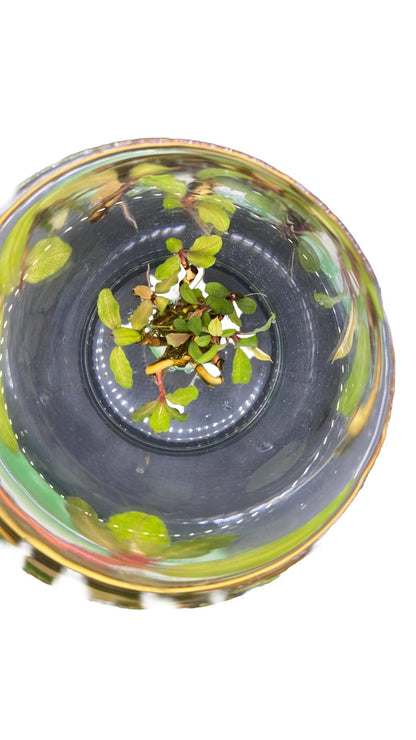 Bucephalandra “Belindae”