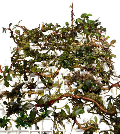 Bucephalandra “Belindae”