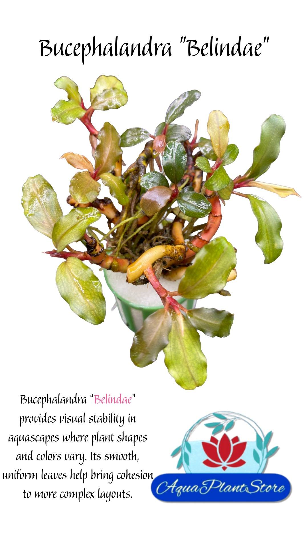 Bucephalandra “Belindae”
