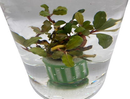 Bucephalandra “Belindae”