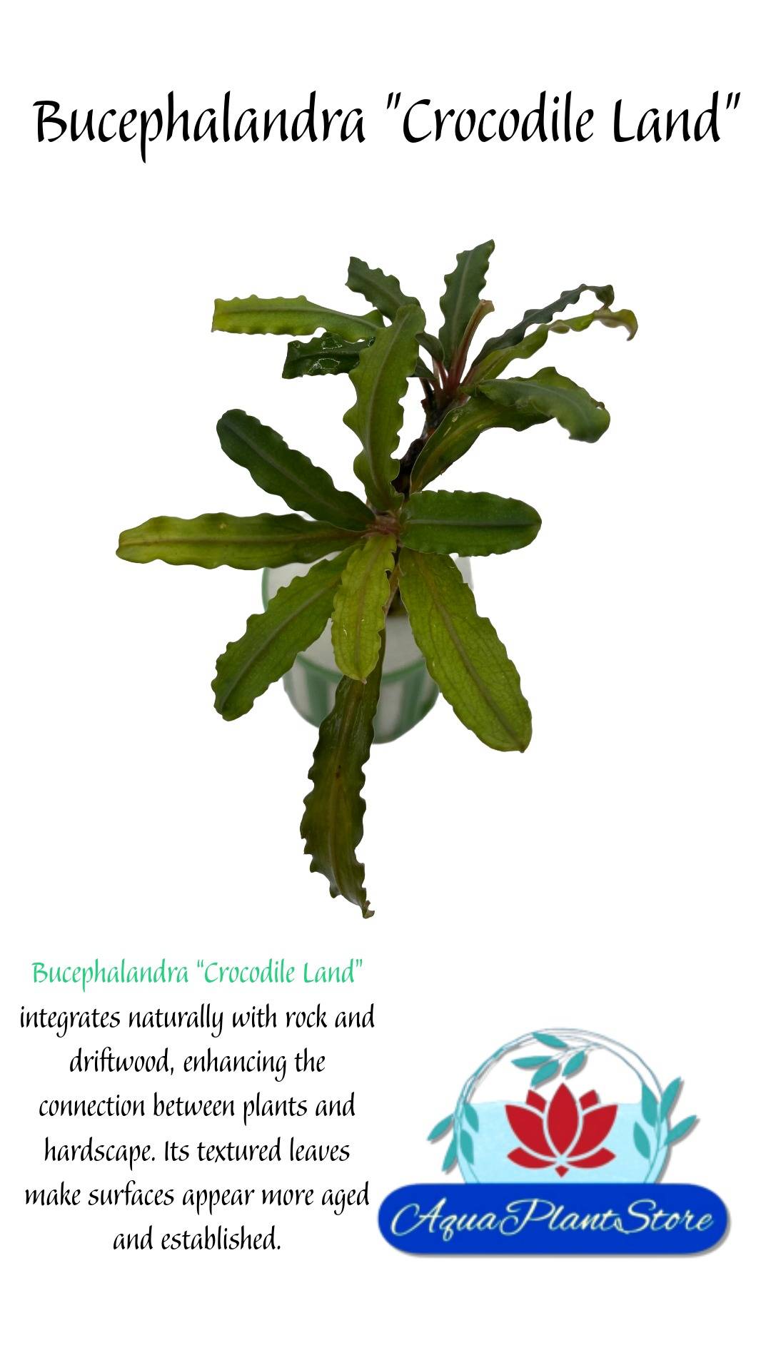 Bucephalandra "Crocodile Land"