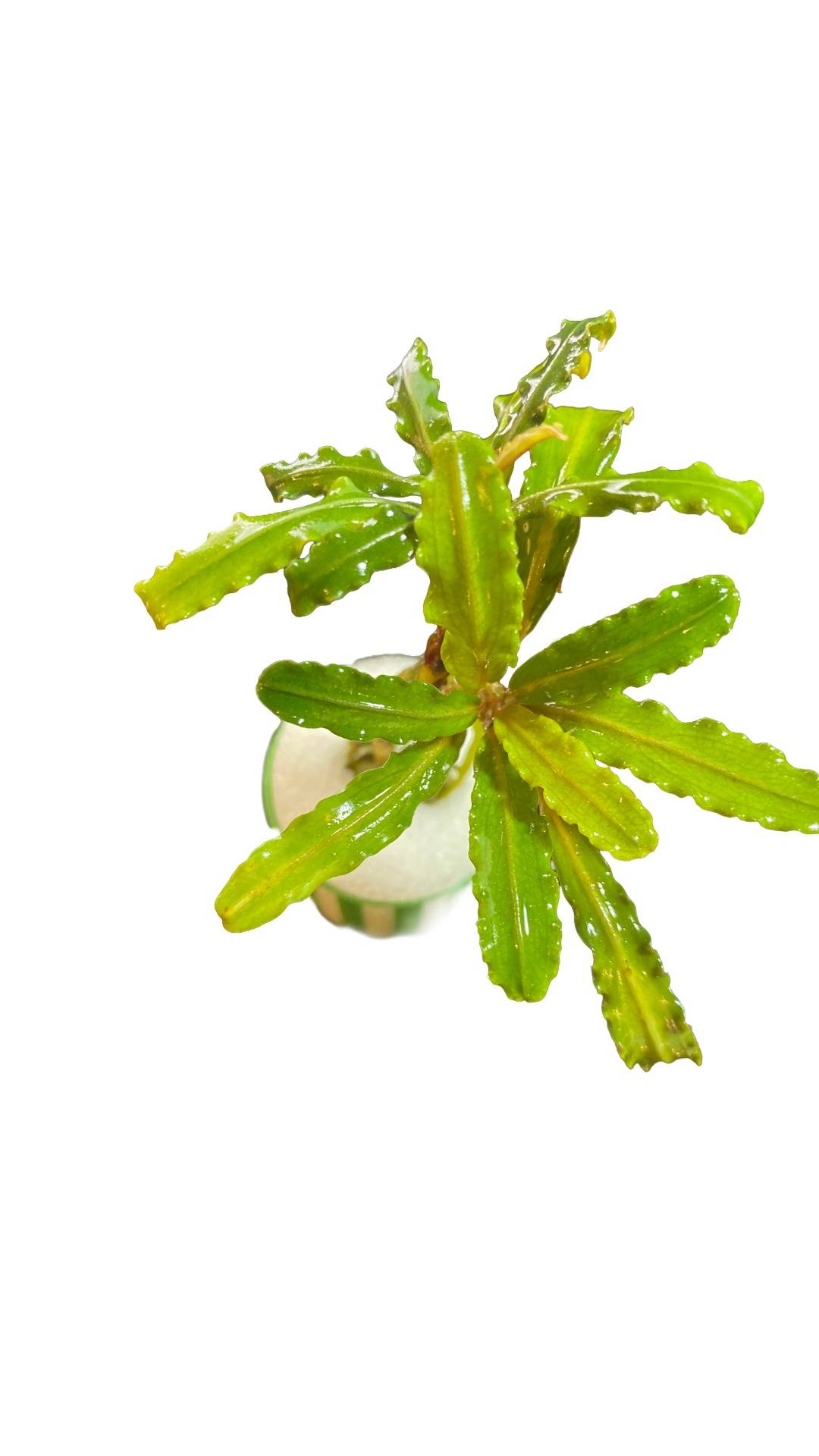 Bucephalandra "Crocodile Land"