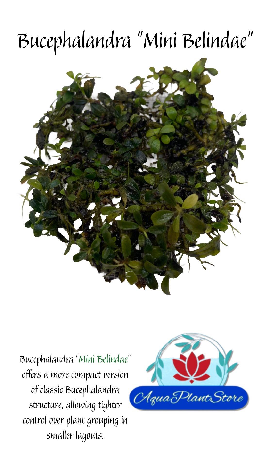 Bucephalandra 