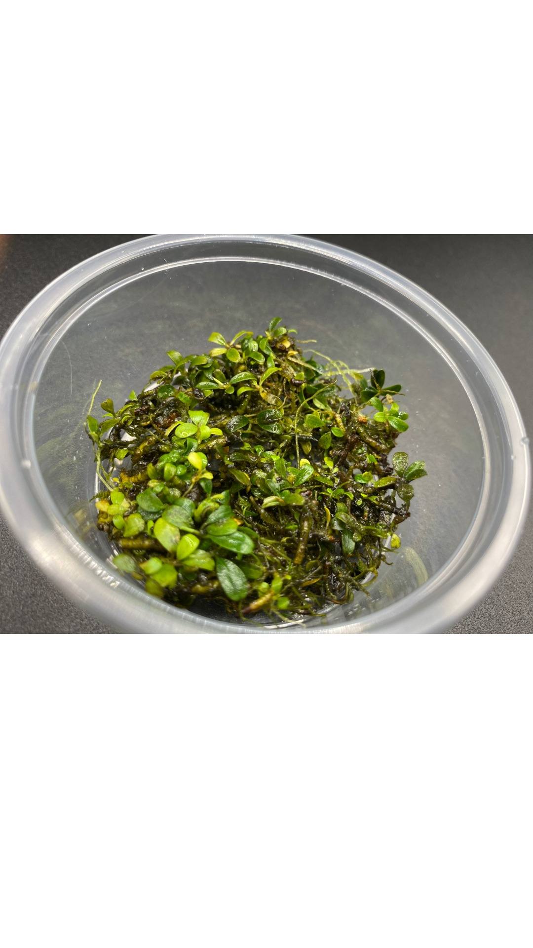 Bucephalandra "Mini Belindae"