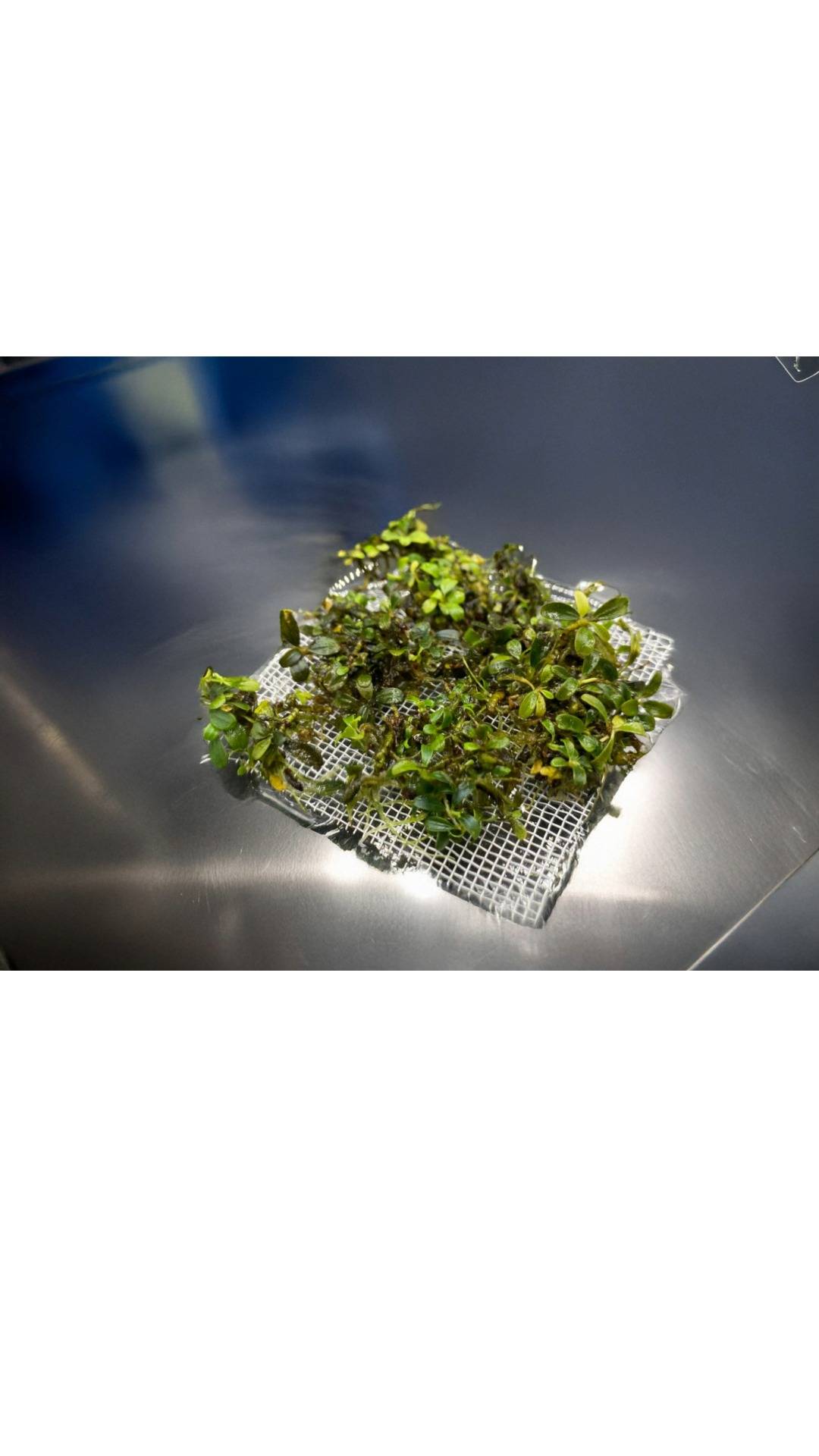 Bucephalandra "Mini Belindae"